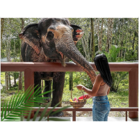 ELEPHANT JUNGLE SANCTUARY FEED ME (Not provide Transportation and meal) 1 hrs.